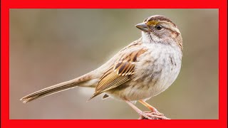 White Throated Sparrow Song  White Throated Sparrow Call  Chirp Sound  Zonotrichia Albicollis [upl. by Enahsed25]