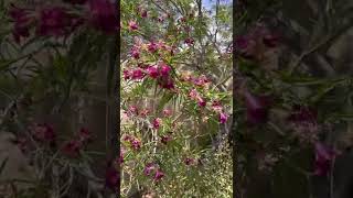 Desert Willow Chilopsis linearis lovely native blooming tree throughout San Diego’s summer [upl. by Humfrid]