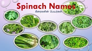 25 Keerai vagaigalNames in Tamil and English With Imagesspinach NamesGreens Typesகீரை வகைகள் [upl. by Anelleh]