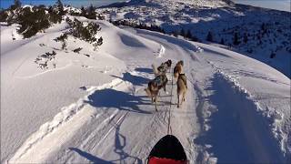 Sleddog sullAltopiano di Asiago  Escursione con i cani da slitta sulla neve  Gennaio 2018 [upl. by Bilow666]