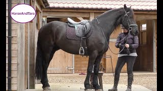 Teaching the collected canter to my Friesian horse [upl. by Jozef]