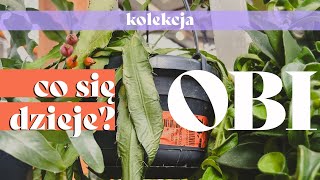 🛒🌱 Półki śmierci  słowo klucz  Przegląd OBI  Czy jestem peperomiarą [upl. by Fong]