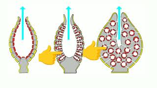 Porifera  Poriferans  Sponges  General character of porifera  canal system  spicules  Class 11 [upl. by Nonnek]