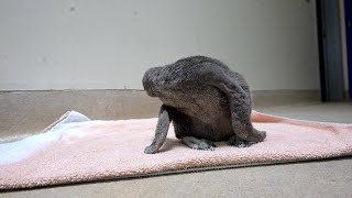 Humboldt Penguin Chick flourishing at Brookfield Zoo [upl. by Enniotna916]