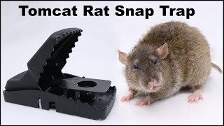 The Tomcat Rat Snap Trap amp A Bobcat Mousetrap Monday [upl. by Elysee]