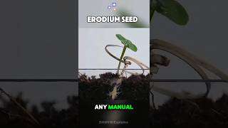 Erodium Seed Drilling Itself facts sciencefacts shorts [upl. by Lilah]