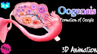 The Human reproduction  Oogenesis biology neet2024 science class12 oogenesis neet2024 [upl. by Arette]