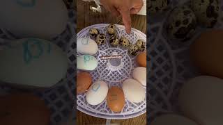 We were hatching eggswow an egg hatch outQuail eggssupermarket eggsviral daily shorts [upl. by Waldron]