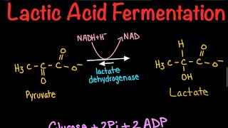 Lactic Acid Fermentation  Biochemistry [upl. by Ocicnarf52]