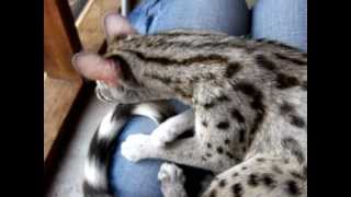 Exotic Animals as Pets  The Spotted Genet [upl. by Fine974]