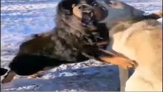 Tibetan Mastiff fights off 3 Wolves [upl. by Giliane]