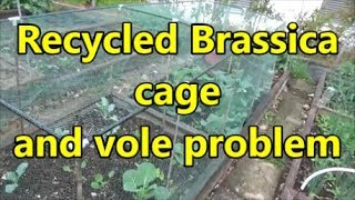 Recycled Brassica cage and vole problem 10 05 18 [upl. by Anaytat]