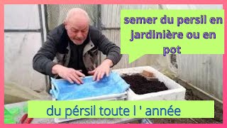 Comment semer le persil en jardinière ou en grand pot [upl. by Enois848]