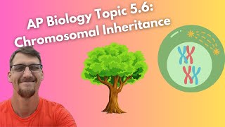 56 Chromosomal Inheritance  AP Biology [upl. by Owens]