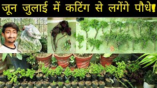 These Plants should be planted from cuttings in JuneJuly [upl. by Jeni]