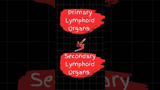 Lymphoid Organs shorts [upl. by Idaline]