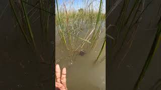 After flooded  Catching crab in river naturevideo crabs flooded [upl. by Amadeo]