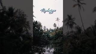 Nyabagam song🍃tredingshorts naturelovers musiclovers thamilsongs birdslover vibes kerala [upl. by Ayitahs]