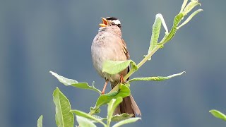 White Crowned Sparrow Singing [upl. by Press]