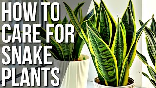 Motherinlaws Tongue Plant Care 🌿 Snake Plant  Sansevieria [upl. by Bock]