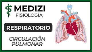 Clase 38 Fisiología Respiratoria  Circulación Pulmonar Edema Pulmonar IGdoctorpaiva [upl. by Stempson]