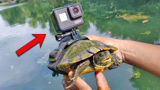 BEST GoPro on a Turtle Swimming Underwater [upl. by Dodson995]