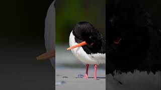 Oystercatcher  Austernfischer birding birdshorts bird nature germany [upl. by Gnil128]