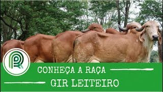 Conheça a raça gir leiteiro [upl. by Osber318]