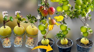 How To Grow Apple Tree From Apple Fruit  Growing Apple Trees From Apple Fruit  Pine Apple Planting [upl. by Rycca]