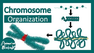 Chromosome structure  Chromatin organization  3D chromatin  levels of organization in chromosomes [upl. by Elawalo]