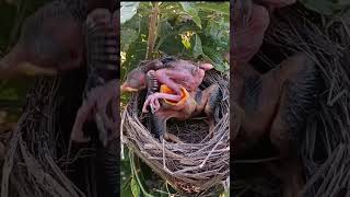 cuckoo baby eating baby leg viral trending shorts shorts feed [upl. by Alekehs956]