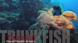 Smooth Trunkfish in Bonaire [upl. by Ganiats]