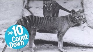 Top 10 Extinct Animals [upl. by Jeanie210]