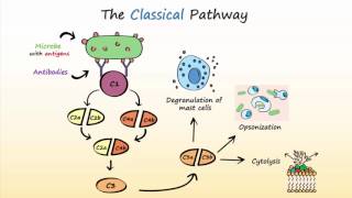 Complement System Part 2  Activation of the Complement System [upl. by Nailij]