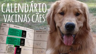 Calendário de vacina dos cães [upl. by Razaele]