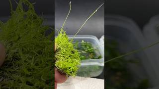 Utricularia Graminifolia  blasenkraut südafrika moorpflanze fleischfressende 🌱 [upl. by Nalek]