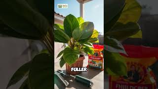 Top Care Tips for a Thriving Split Leaf Philodendron 🌿  Twig Terrace [upl. by Aimahc669]