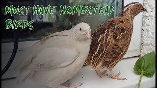 6 Reasons to Keep Quail  Perfect Homestead Birds [upl. by Mauro]