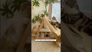 Cat sisal shelf Link is on bio or copywwwniopetscom [upl. by Neirda]