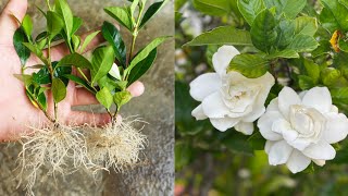 Grow Gardenia plant From Cuttings Faster way [upl. by Eecrad]