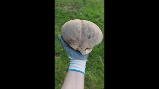 ליקוט פטריות ברומניה אבקית Lycoperdon  Hunting mushrooms in Romania תהנו מהחיים ואל תשכחו לחייך [upl. by Lisetta]