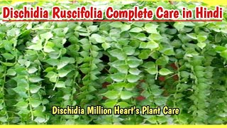 Dischidia Ruscifolia Plant Complete Care Guide  Dischidia Million Hearts plant  Gardening Tips [upl. by Jackson792]