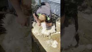 slow motion sheep shearing [upl. by Aisila888]