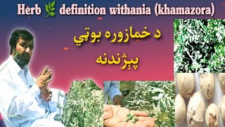 herb definition withania 🌿 🌿 🌿 🌿  خمازوره  مخازوره  🌿 🌿 🌿  Ashwagandha or Withania somnifera [upl. by Georgie256]