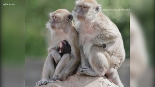 Over 40 monkeys eascape from breeding testing facility in Yemassee [upl. by Yatnoj]