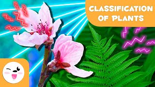 Classification of PLANTS according to their FLOWERS🌼🌳Cryptogams and Phanerogams 🌸 Natural Sciences [upl. by Oremoh529]