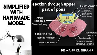 NeuroanatomyAnatomy of ponsexam oriented notes [upl. by Wulfe]