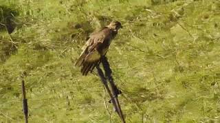 Buteo buteo  ratonero común  Common buzzard [upl. by Talbott]