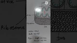 Mitochondria [upl. by Diandre]