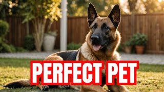 Is the Belgian Malinois a Good Family Dog  Malinois  Dog Training  Dog Breeds  German Shepherd [upl. by Florrie]